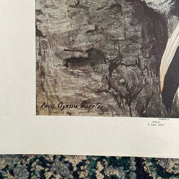 🖤5/$25 Antique Ornithological Bird Print Original wood pecker - Picture 6 of 13